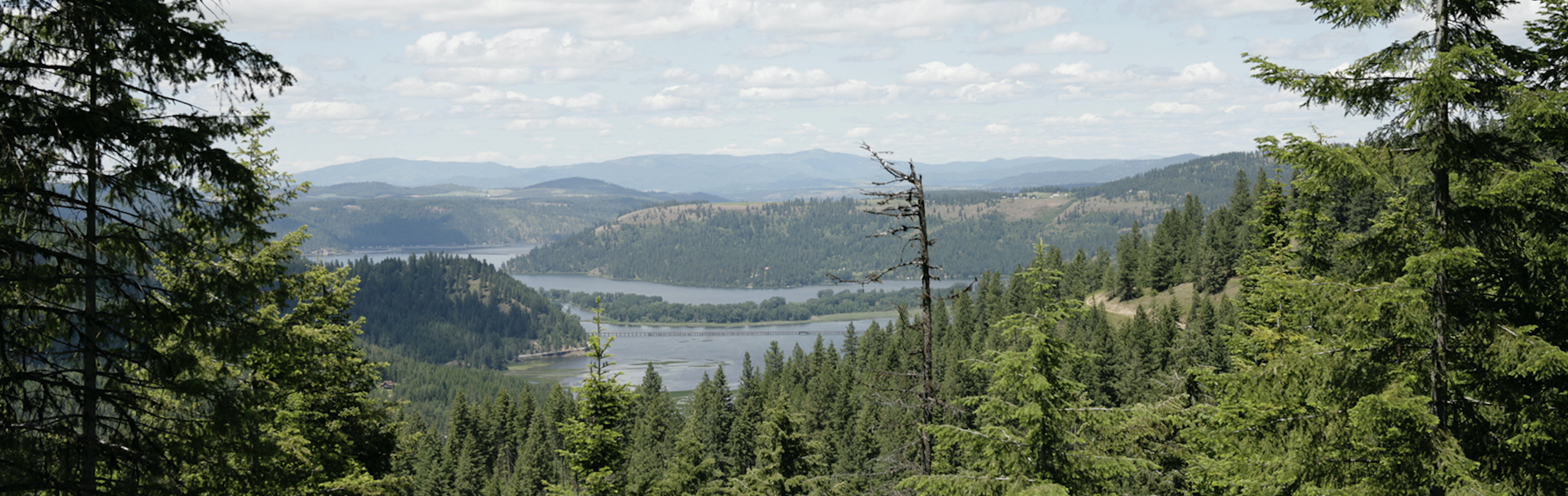 Potlatch timberlands