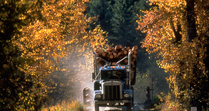 Timber truck driving on dirt road 